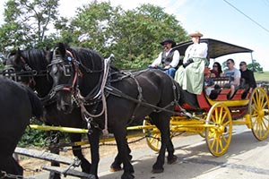 Percheron horses pulling wagon